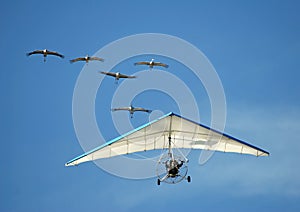 Flying with cranes