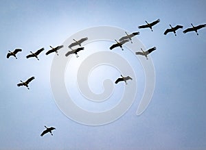 Flying cranes, cranes in flight, migration birds flying to winter quarter at autumn.