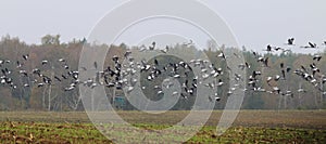 Flying cranes over field near Hermannshof in Germany