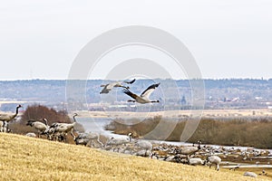 Flying Cranes over a lake in the spring