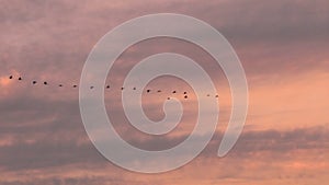 Flying cranes during sunrise near Bisdorf, Germany