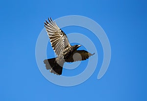 Flying crow without background color