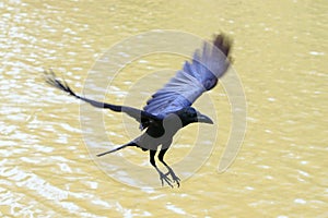 Flying crow floating on air