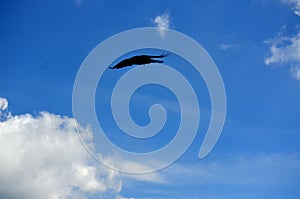 Flying Crow between heaven and earth