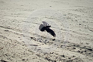Flying Crow in Lands End, San Francisco photo