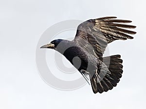 Flying crow photo