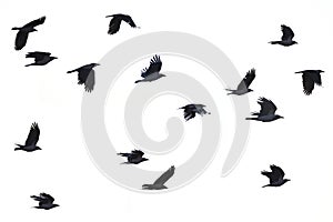 Flying crows, white background