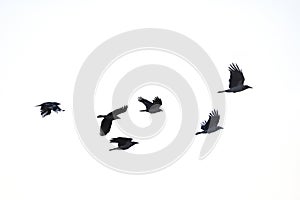 Flying crows, white background