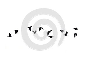 Flying crows, white background