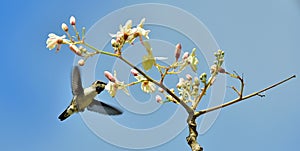 Flying Cuban Bee Hummingbird (Mellisuga helenae)