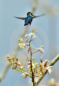 Flying Cuban Bee Hummingbird (Mellisuga helenae)