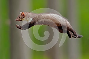 Flying cute forest animal. Jumping beech marten, small opportunistic predator in nature habitat. Stone marten, Martes foina, in ty photo