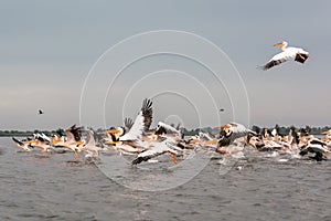 Flying Dalmatian pelicans in the Danube Delta  Romania