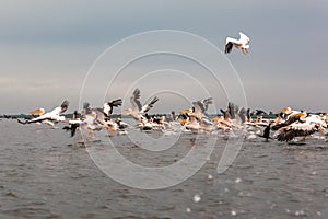 Flying Dalmatian pelicans in the Danube Delta  Romania