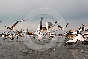 Flying Dalmatian pelicans in the Danube Delta  Romania