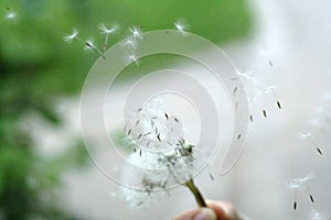 Flying Dandelion