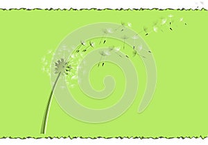 Flying dandelion seeds