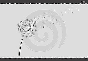 Flying dandelion seeds 2