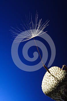 Flying dandelion seeds