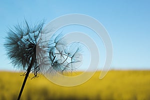 Flying dandelion seeds against blue sky and yellow field background. National colors of Ukraine concept