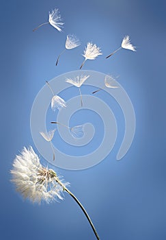 Flying dandelion seeds on a blue