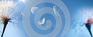 Flying dandelion seeds on a blue background