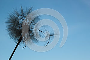 Flying dandelion seeds on a blue sky background
