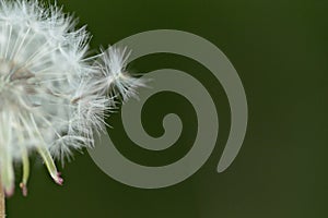 Flying dandelion seeds close-up  macro herb flower white aerial