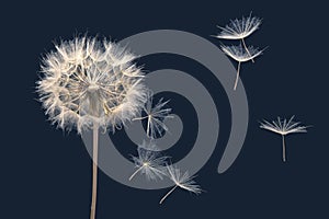 Flying dandelion seeds on dark blue background