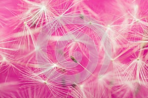 Flying dandelion seeds, macro photography of dandelion parachutes