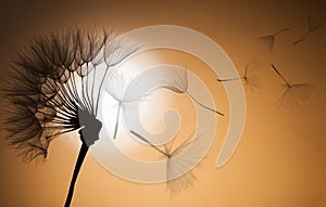 Flying dandelion seeds on a sunset background