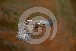 Flying dark brawn bird of prey Steppe Eagle, Aquila nipalensis, with large wingspan