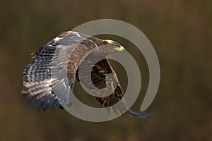 Flying dark brawn bird of prey Steppe Eagle, Aquila nipalensis, with large wingspan