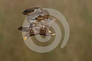 Flying dark brawn bird of prey Steppe Eagle, Aquila nipalensis, with large wingspan, clear background, Czech republic, Central Eur