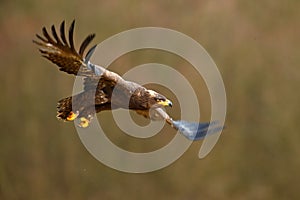 Flying dark brawn bird of prey Steppe Eagle, Aquila nipalensis, with large wingspan. Wildlife scene from nature. Action fly scene