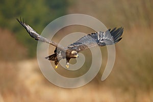 Flying dark brawn bird of prey Steppe Eagle, Aquila nipalensis, with large wingspan. Wildlife scene from nature. Action fly scene