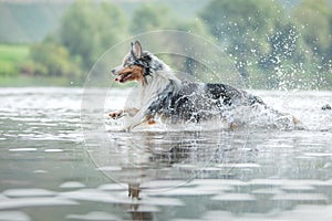 flying dog. Active australian shepherd jumping in the water