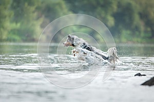 flying dog. Active australian shepherd jumping in the water
