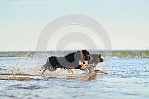 flying dog. Active australian shepherd jumping in the water