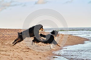 flying dog. Active australian shepherd jumping in the water