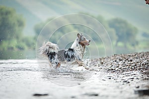 flying dog. Active australian shepherd jumping in the water