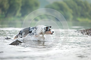 flying dog. Active australian shepherd jumping in the water