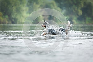 flying dog. Active australian shepherd jumping in the water