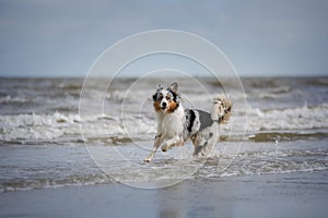 flying dog. Active australian shepherd jumping in the water