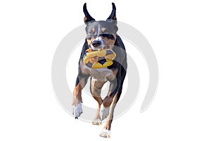 Flying dog with a Ball, white background - isolated, Appenzeller Mountain Dog