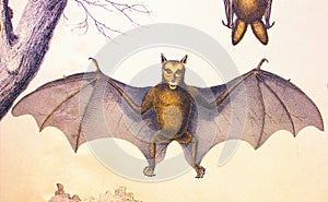 Flying dog, bat in a vintage book History of animals, by Shubert/Korn, 1880, St. Petersburg