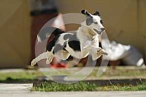 Flying dog img