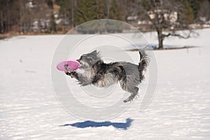 Flying dog catching his frisbee