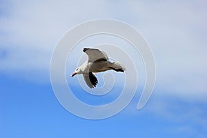 Flying Dolphin Gull, Falkland Islands