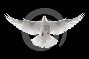Flying dove photo